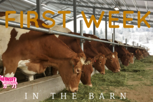First Week in the Barn