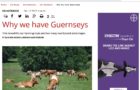 Hoard's Dairyman - Why Guernseys